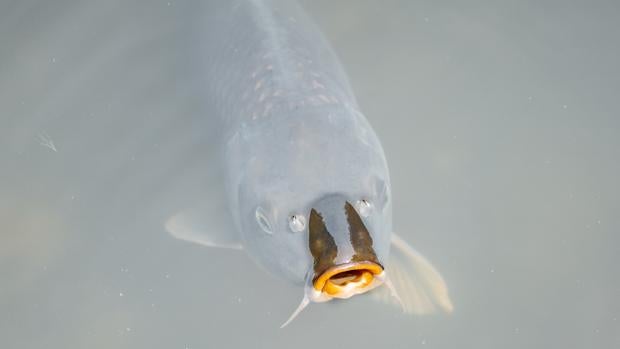 Revelan el enigma de cómo puede haber peces en lagos remotos y aislados