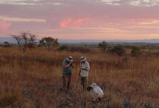 Los científicos excavan fósiles al atardecer en el suroeste de Madagascar. Kongonaphon kely fue descubierto en este sitio
