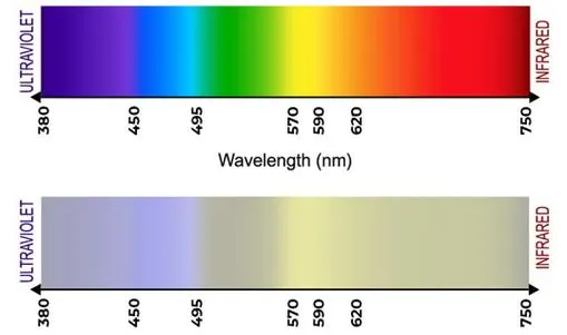 Las diferentes longitudes de onda de la luz se traducen en colores distintos en el sistema visual de un animal. El de arriba corresponde a la vista humana, y el de abajo a la de un perro