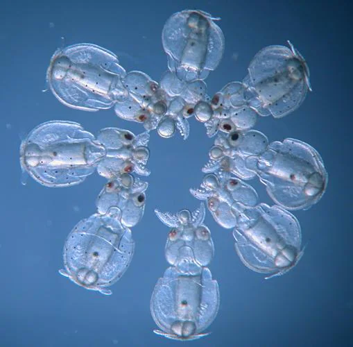 Anillo de crías de calamar en mosaico (Doryteuthis pealeii) . Estos embriones fueron inyectados con CRISPR-Cas9 en diferentes momentos antes de la primera división celular, dando como resultado embriones en mosaico con diferentes grados de desactivación