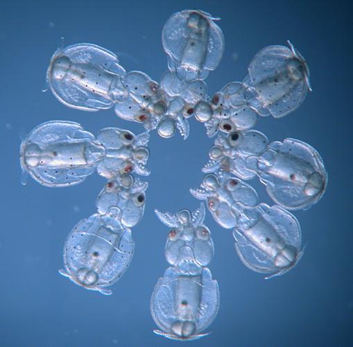 Anillo de crías de calamar en mosaico (Doryteuthis pealeii) . Estos embriones fueron inyectados con CRISPR-Cas9 en diferentes momentos antes de la primera división celular, dando como resultado embriones en mosaico con diferentes grados de desactivación