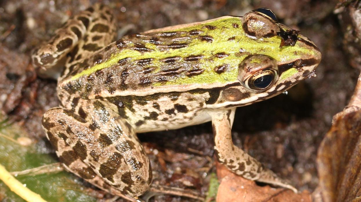 La rana «Pelophylax nigromaculatus». El escarabajo «Regimbartia attenuatapuede» sobrevive después de ser tragado, y parece ser capaz de inducir la apertura de la cloaca de los anfibios