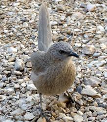 Turdoides squamiceps o tordalino arábigo