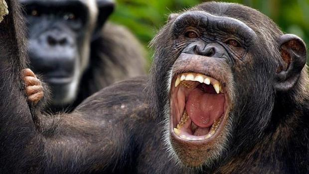 Gombe: La guerra de exterminio que demostró la gran violencia de los chimpancés