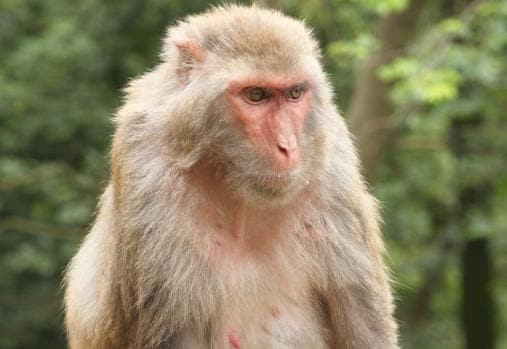 Un macaco similar a los empleados en estudios con animales para este candidato a vacuna