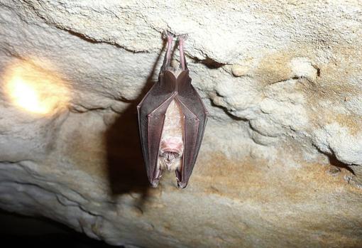 Un murciélago de herradura chino. Hay más de 1200 especies de murciélagos (la cuarta parte de todas las especies de mamíferos), que son un reservorio de muchos patógenos humanos