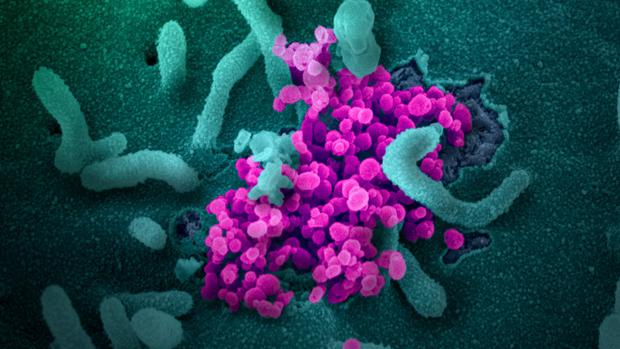 El caso del supercontagiador que transmitió el coronavirus a 24 personas en un viaje de autobús