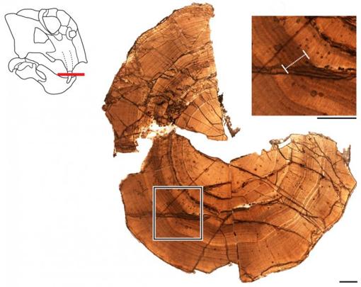 Sección del colmillo fosilizado de un Lystrosaurus antártico que muestra capas de dentina depositadas en anillos de crecimiento. En la parte superior derecha hay una vista de cerca de las capas, con una barra blanca que resalta una zona indicativa de un estado similar a la hibernación. La barra de escala es de 1 milímetro
