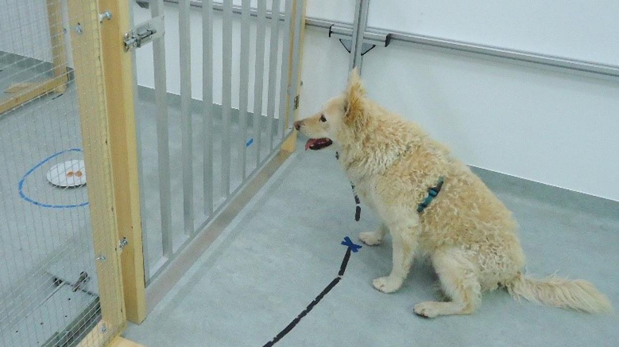 Un perro realizando una de las pruebas para evaluar sus capacidades cognitivas