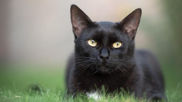 Los análisis de «Negrito», el primer gato con Covid-19 en España, confirman que los felinos no contagian