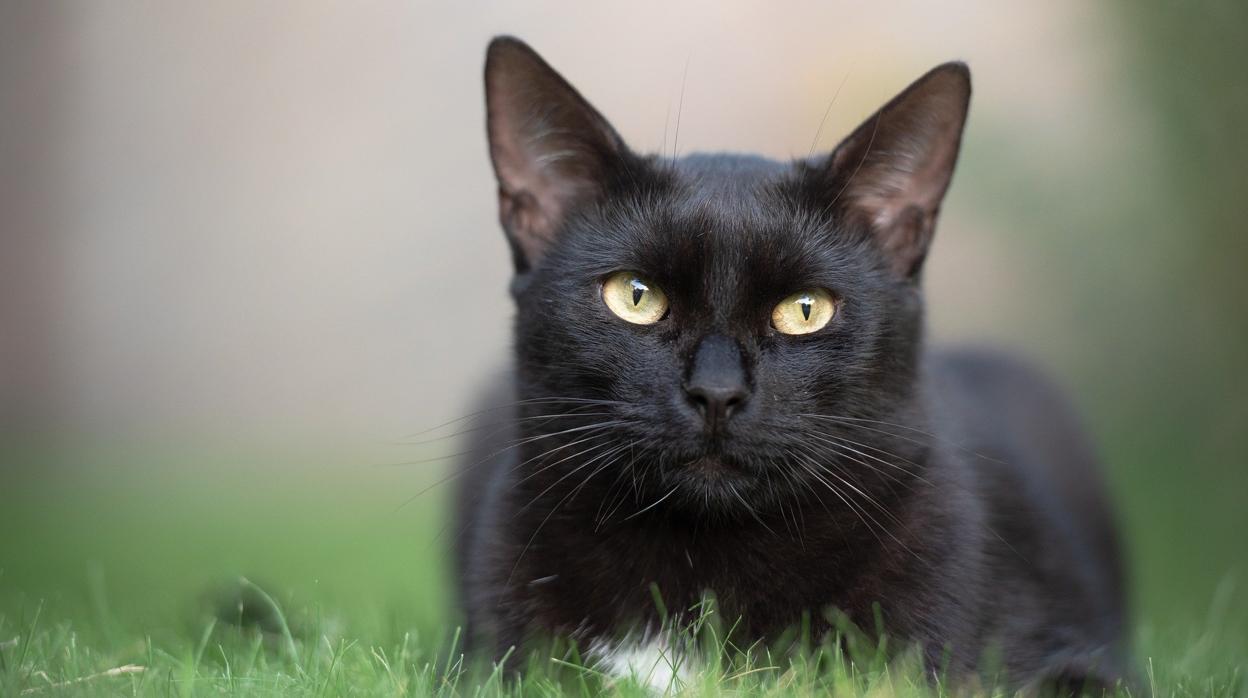 Gato negro de la misma especie que Negrito