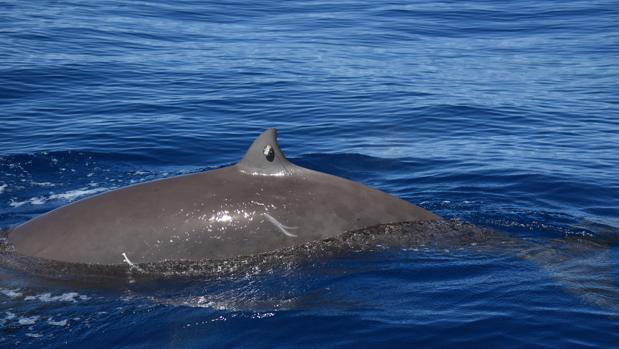 Increíble récord de inmersión de una ballena: casi cuatro horas bajo el agua