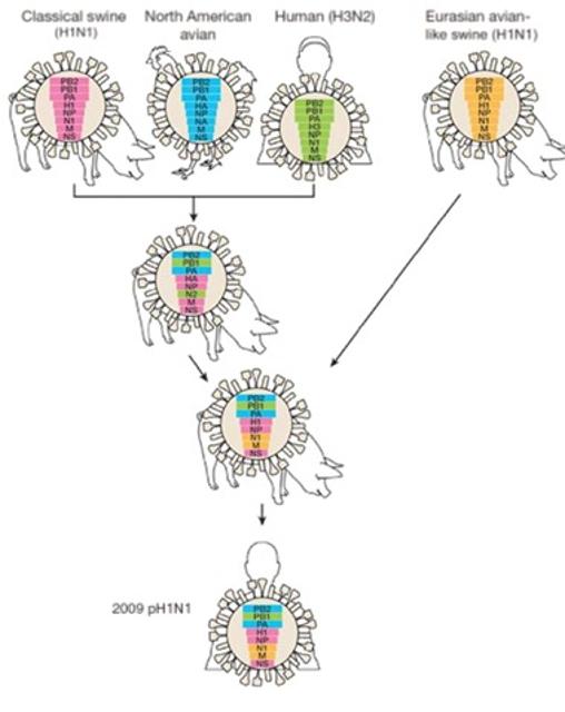 Las recombinaciones producen cambios bruscos. El virus pandémico de la gripe A de 2009 pH1N1 es resultado de la «combinación» de varios fragmentos procedentes de virus distintos que infectan varios hospedadores