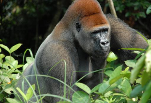 Un espalda plateada en libertad en la República Democrática del Congo