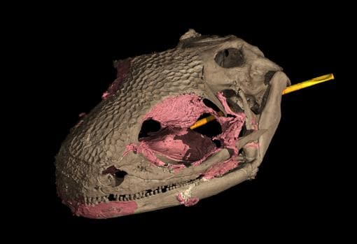 Imagen de tomografía computarizada 3D del cráneo del espécimen adulto de Y. perettii.