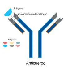 Esquema de un anticuerpo, una gran proteína que reconocen antígenos de forma muy específica