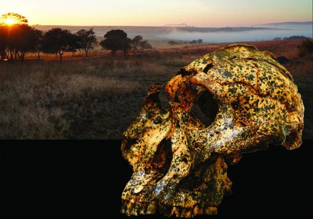 Un cráneo muestra una rápida evolución en un primitivo ancestro humano