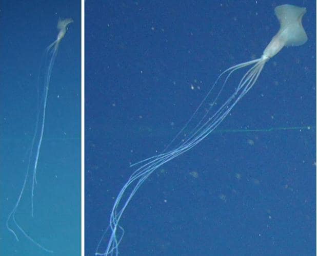 Observan un misterioso calamar de aspecto alienígena en aguas australianas