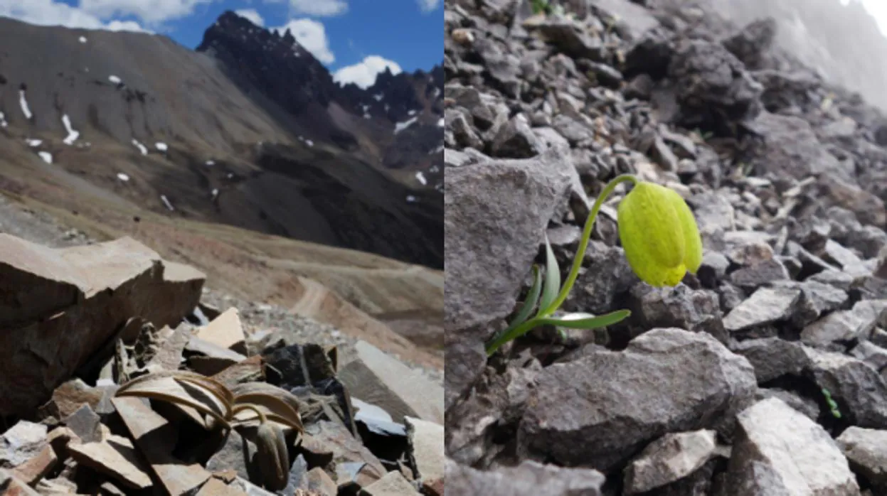 La planta Fritillaria delavayi en una población con alta presión de cosecha (izquierda) y baja (derecha)