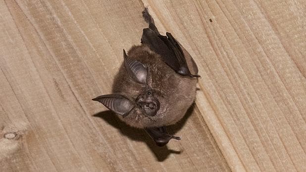 Hallan parientes del coronavirus en murciélagos congelados en laboratorios de Japón y Camboya