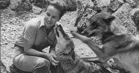 Marcelle Parmentier jugando con dos lobos