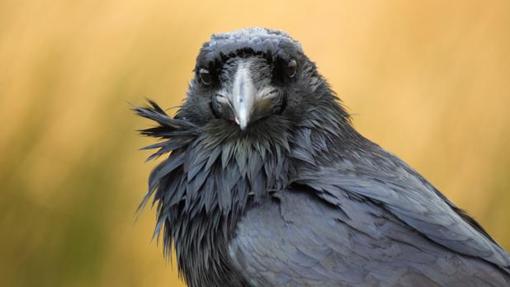 Los cuervos pueden tener consciencia sensorial