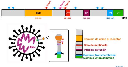 La variante presenta 23 mutaciones. En la imagen, 8 de las que afectan a la proteína S (con forma de bastón), y con la que el virus reconoce a las células humanas