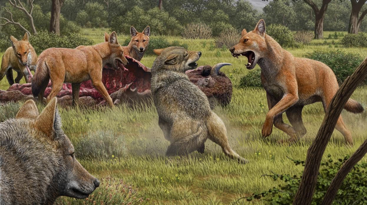 Una manada de lobos terribles se alimenta de su matanza de bisontes, mientras que una pareja de lobos grises, más pequeños, se acerca con la esperanza de buscar comida