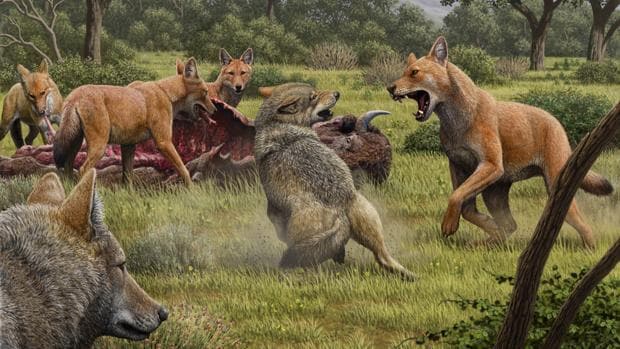 Qué fue de los lobos terribles? El ADN antiguo revela el fin de su linaje
