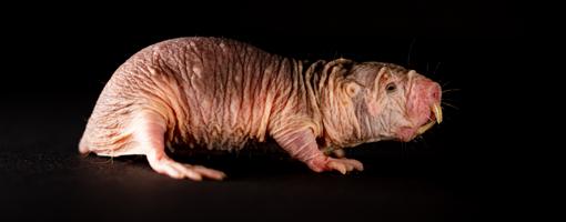 Las ratas topo desnudas son criaturas muy comunicativas que chirrían, chillan, gorjean o incluso gruñen