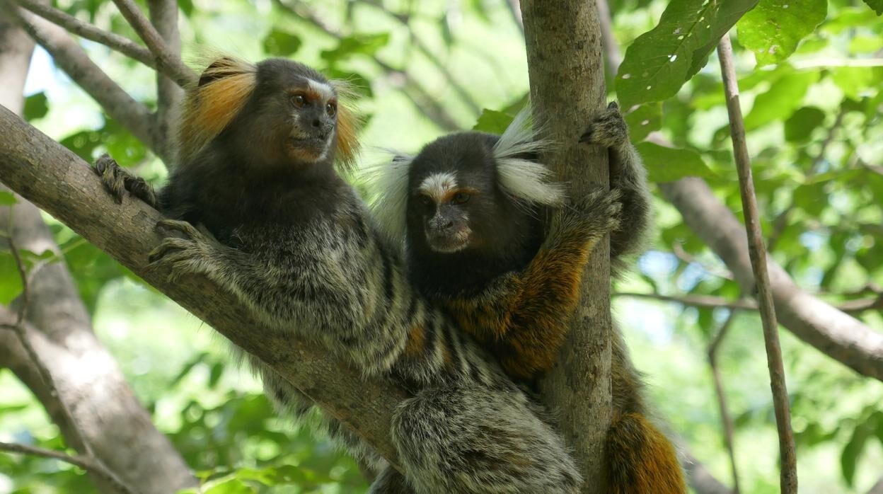 Los monos titíes interpretan las interacciones con terceros