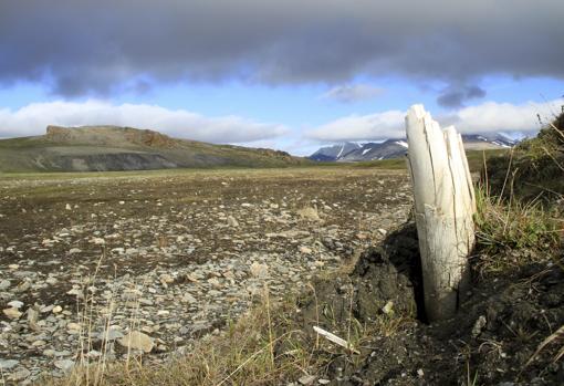 Colmillo de mamut lanudo que emerge del permafrost en el centro de la isla Wrangel, ubicada en el noreste de Siberia