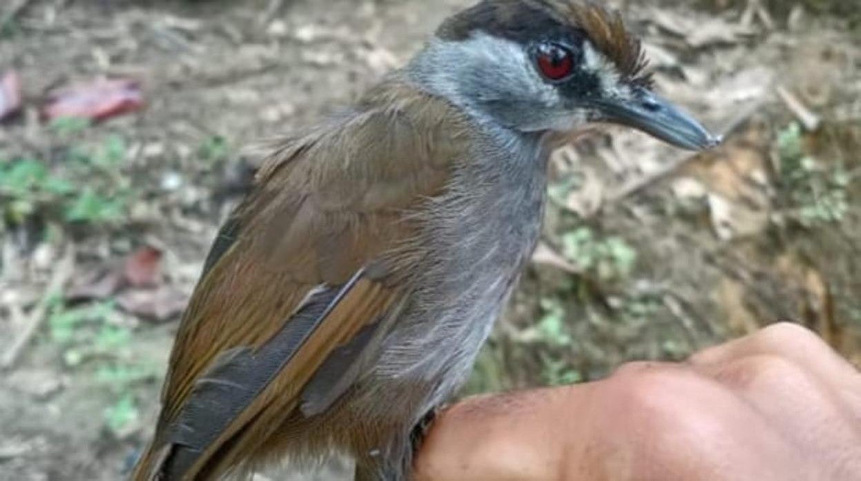 Ejemplar de Tordina cejinegra hallada en la isla de Borneo