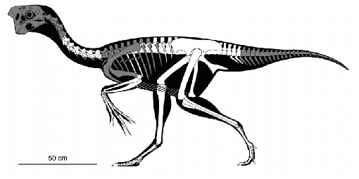 Reconstrucción esquelética del oviraptórido adulto que muestra huesos preservados (en blanco)