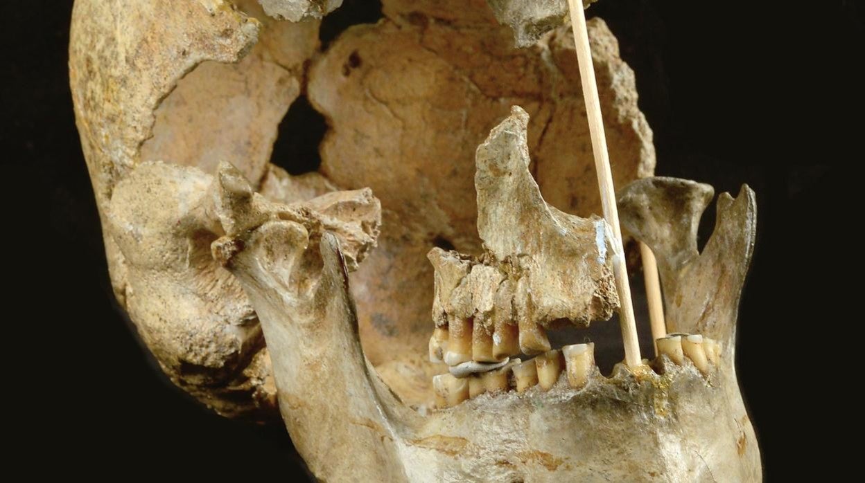Imagen del cráneo de una mujer de hace 45.000 años, hallada en Zlatý kůň