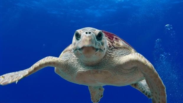 Revelan el secreto detrás del misterioso viaje de «los años perdidos» de las tortugas bobas