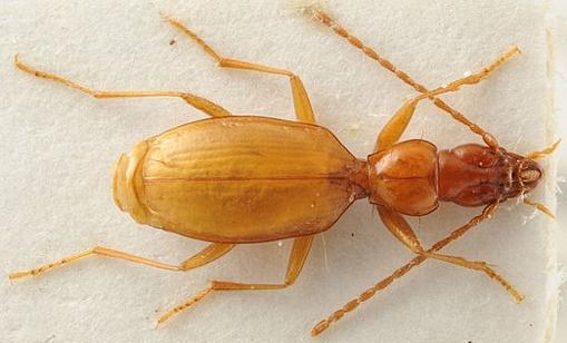 El escarabajo ciego Anophthalmus hitleri