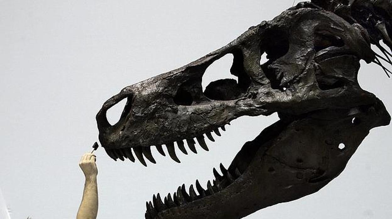 Imagen de 'Sue', la mayor T. rex