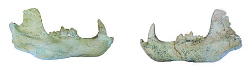 Dos de las mandíbulas de Ammitocyon kainos incluidas en el estudio