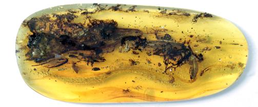 El fósil de Oculudentavis naga en ámbar