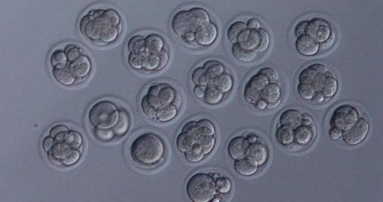 Embriones de ratón derivados de espermatozoides espaciales