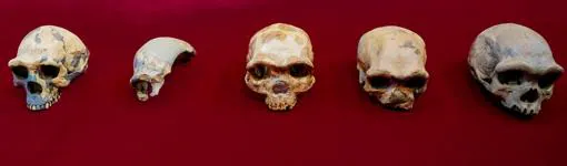 De izquierda a derecha, los cráneos de los hombres de Peking Man, Maba, Jinniushan, Dali y Harbin