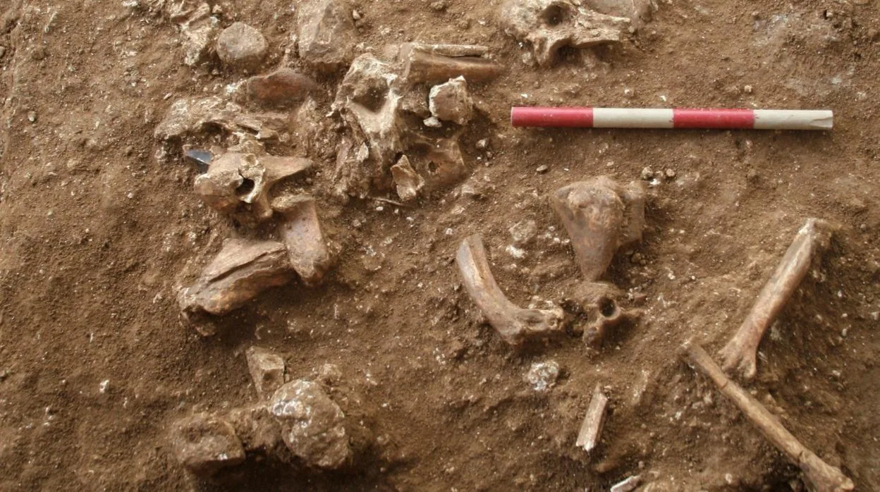 Huesos hallados in situ del Homo Nesher Ramla, la nueva especie