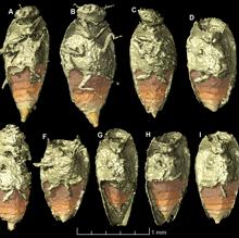 El diminuto escarabajo Triamyxa coprolithica