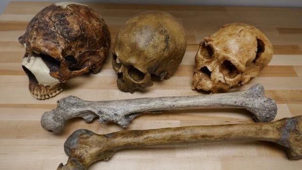 Cómo el clima cambió el tamaño del cuerpo humano