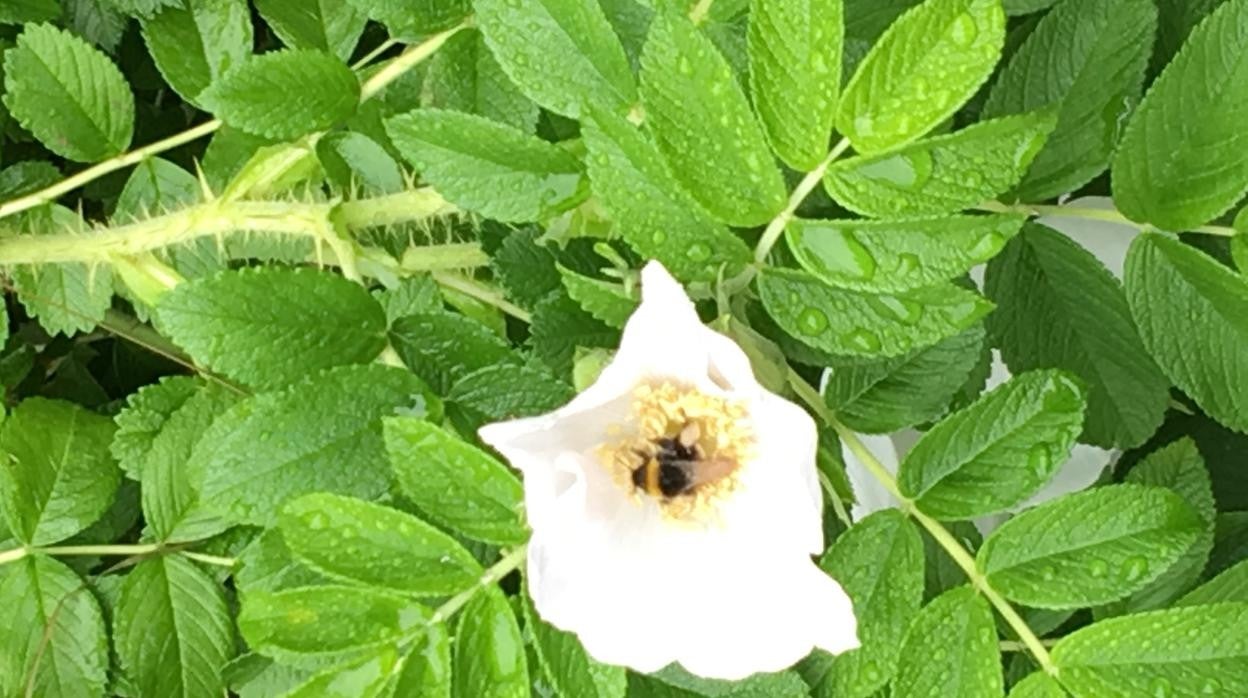 Una abeja recoge el néctar de una flor