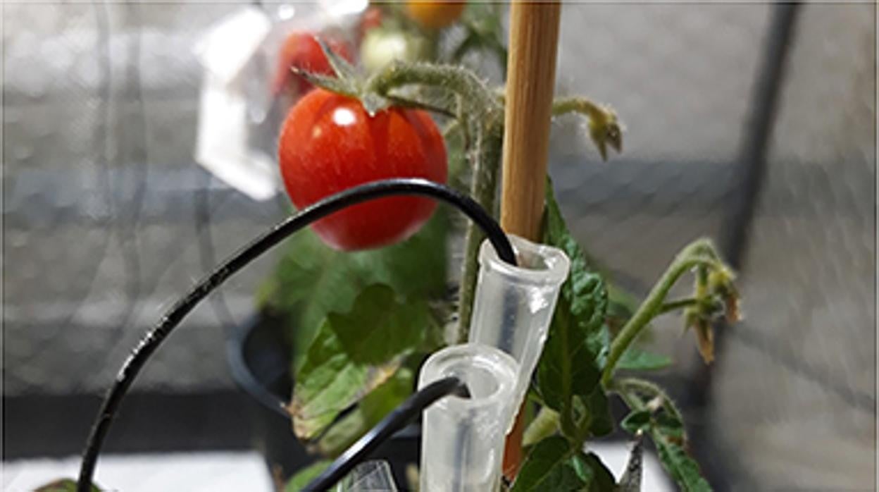 Un aspecto del experimento. Dentro de una jaula de Faraday se colocaron electrodos en el pedúnculo, cerca del fruto del tomate atacado por la oruga Helicoverpa armigera