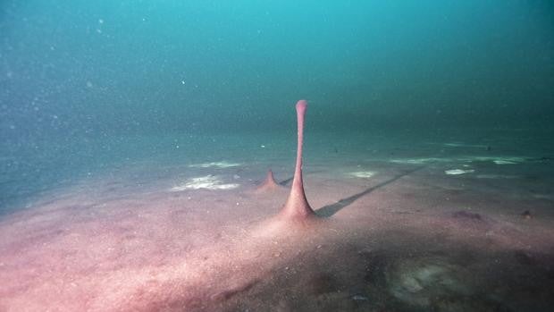 La rotación de la Tierra se desacelera y puede ser la razón de que tengamos oxígeno disponible