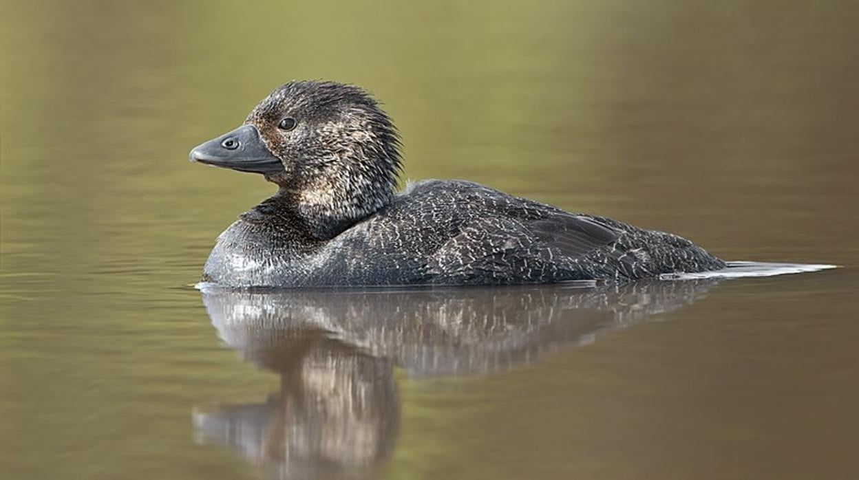 El pato australiano que dice «maldito tonto» como un humano