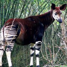 Ejemplar de okapi